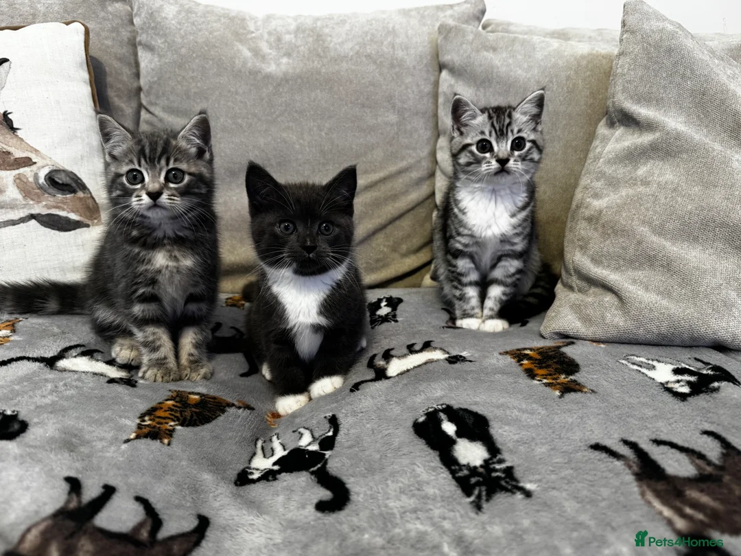 British Shorthair cats for sale: Kittens British Shorthair  - Advert 2