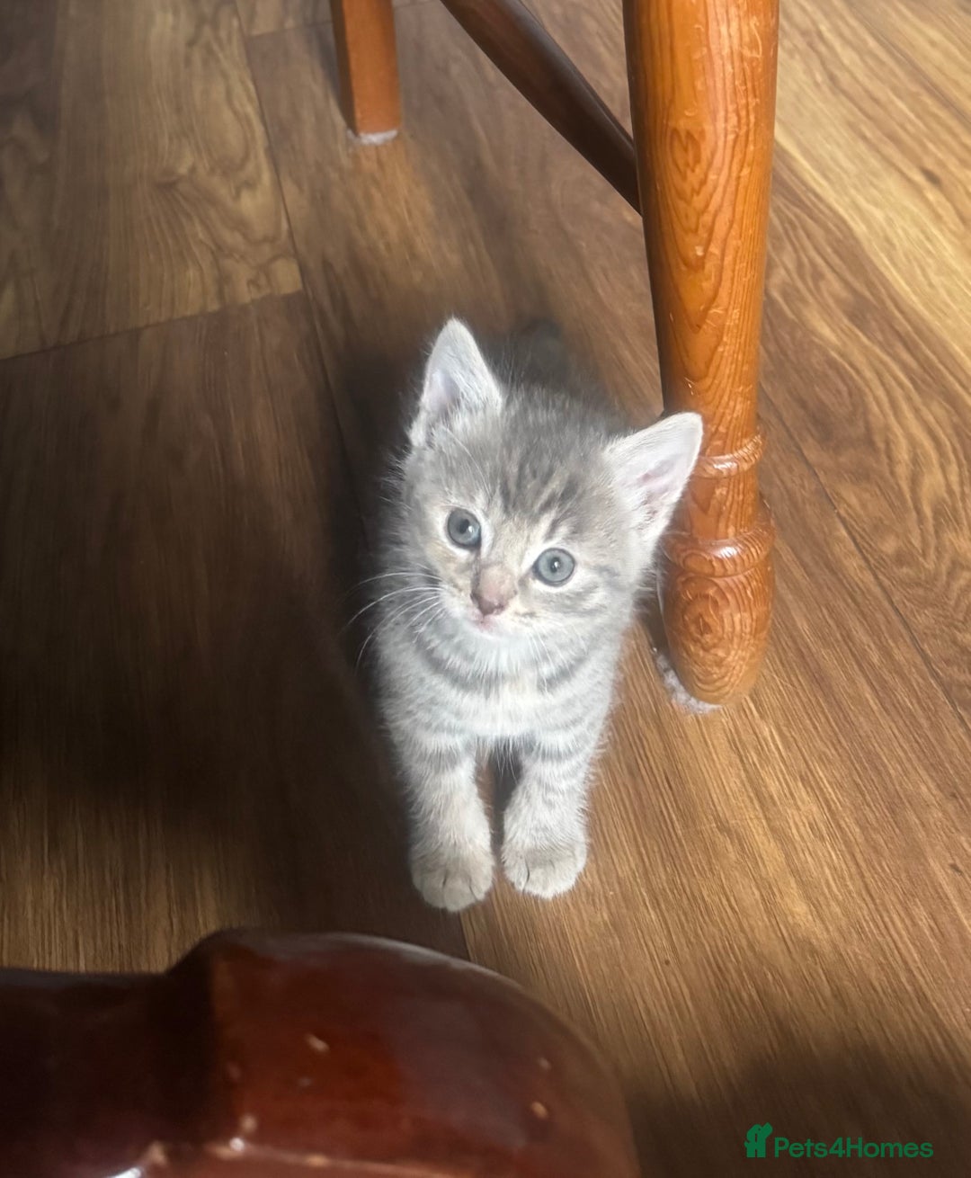 Mixed Breed cats for sale: Kittens (£250-£80) - Image 6