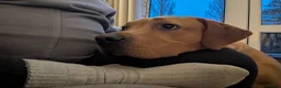 Labrador Retriever dogs for sale: Male Fox Red Labrador 1yr 3m - Advert 3
