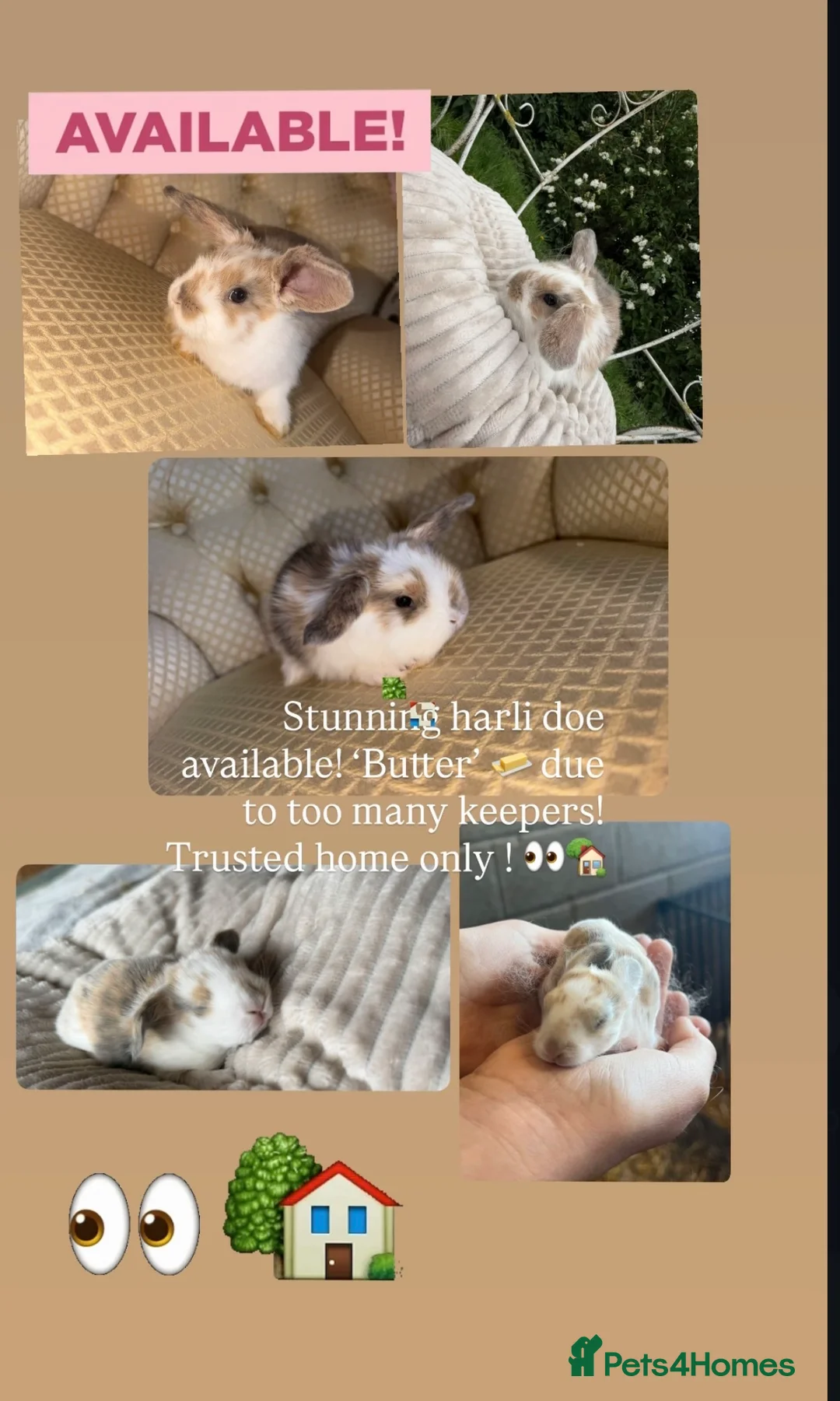 Angora rabbits for sale: 🐰 Mini Lop Harlequin Doe – Butter 🐰 - Advert 2