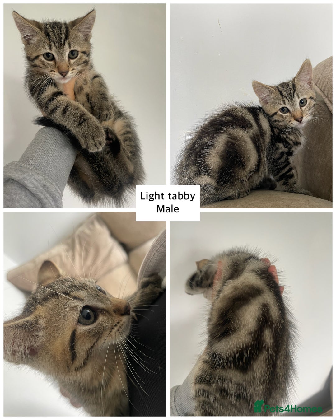 Mixed Breed cats for sale: Mixed breed ragdoll & tabby kittens - Image 2