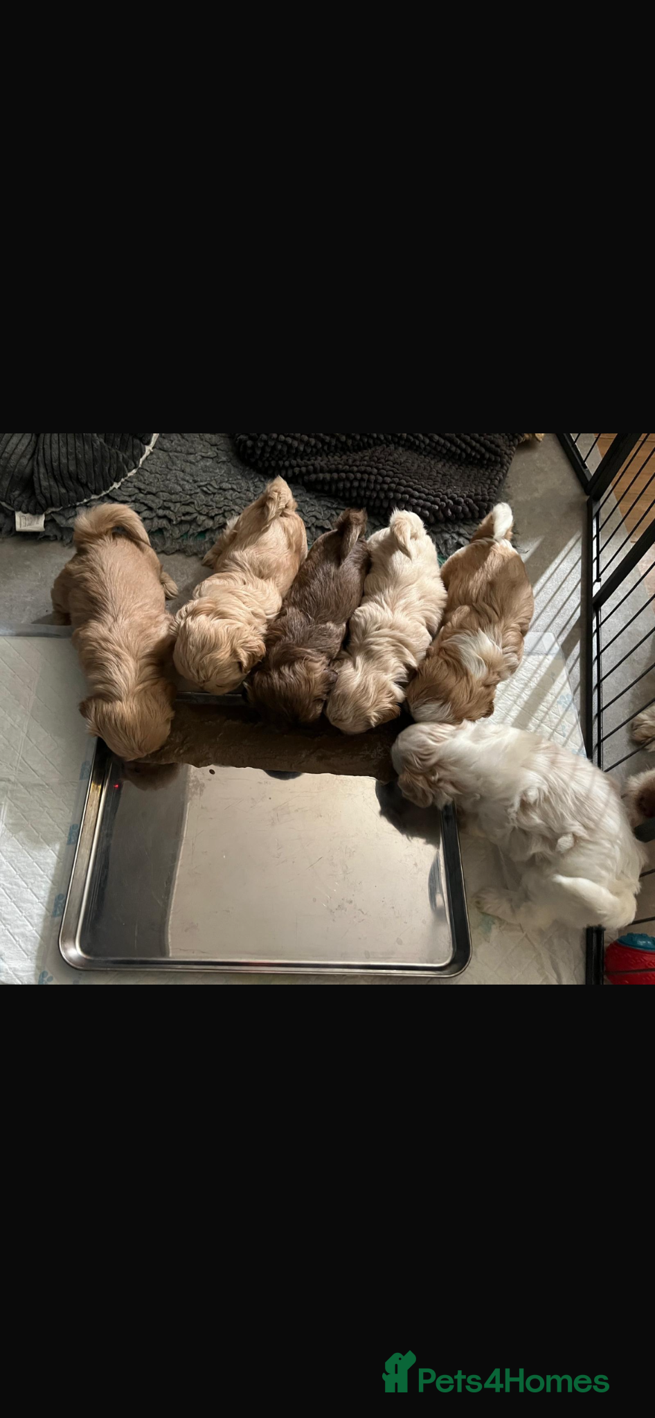 Shih Tzu dogs for sale: Gorgeous shitzu puppies in Lydney - Advert 19