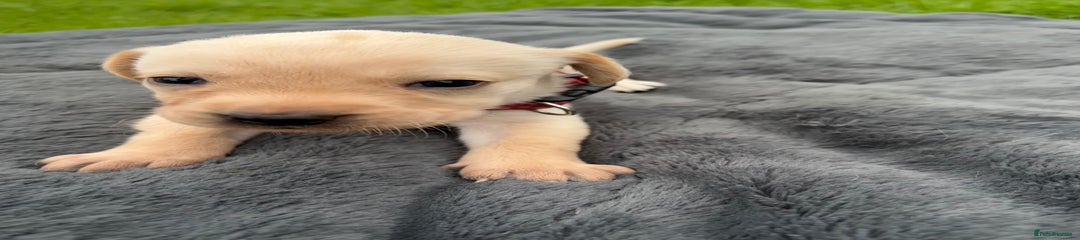 Labrador Retriever Puppy 2