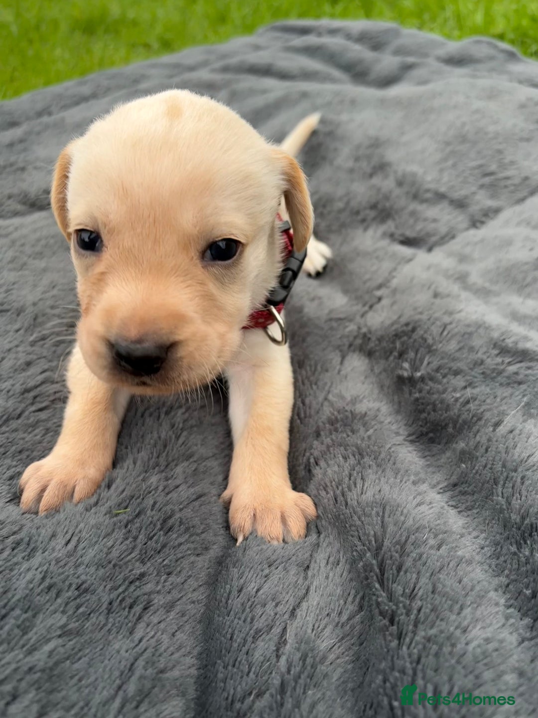 Labrador Retriever dogs for sale: KC Yellow Labradors - Image 6