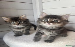 Mixed Breed cats for sale: Mixed breed kittens - Image 2