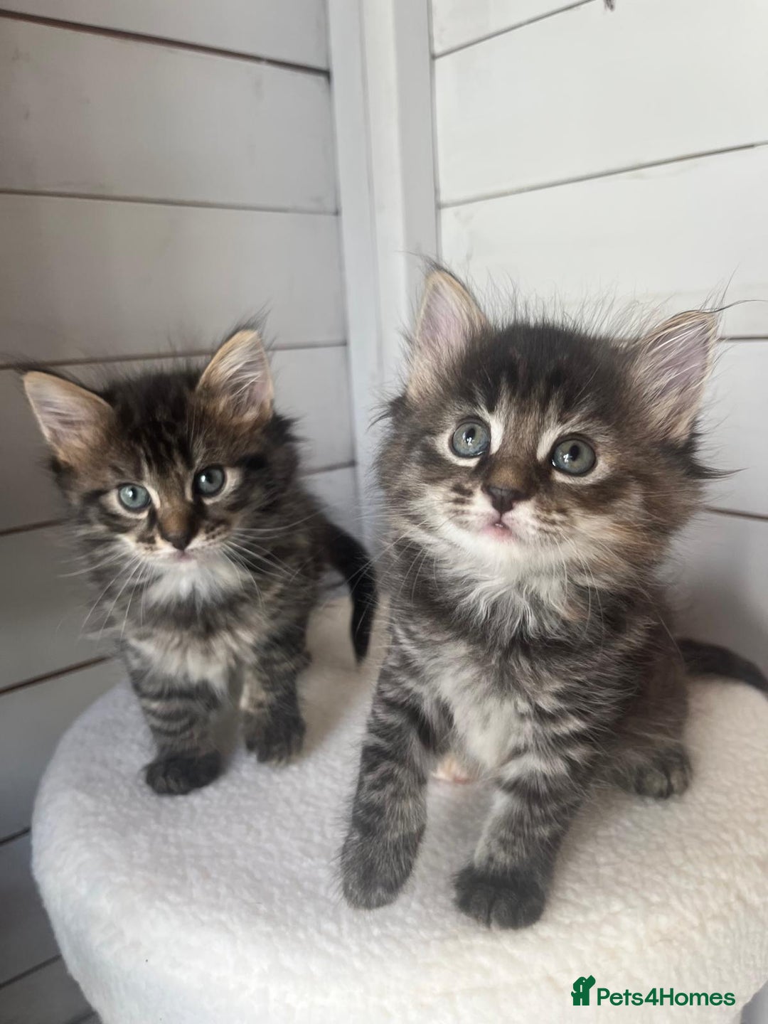 Mixed Breed cats for sale: Mixed breed kittens - Image 2