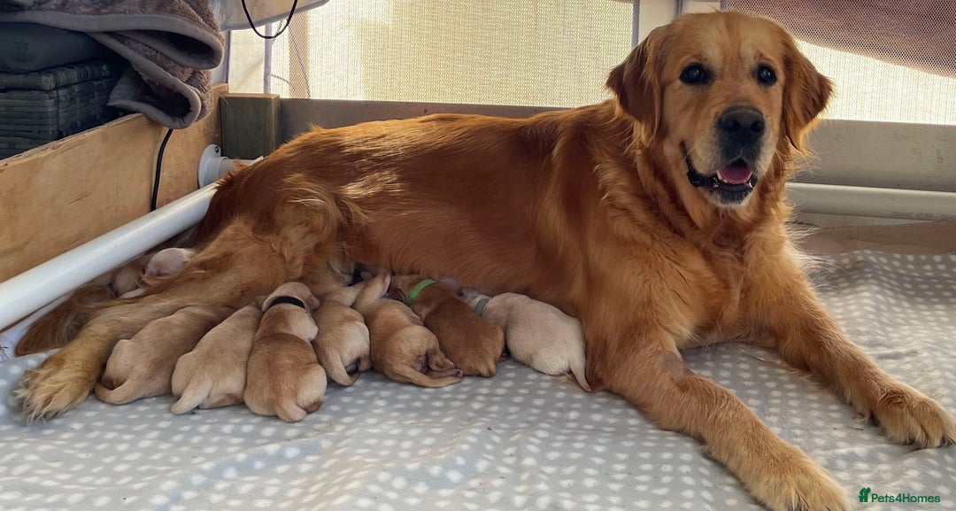 Golden Retriever dogs for sale: Golden Retriever Pups - Image 12