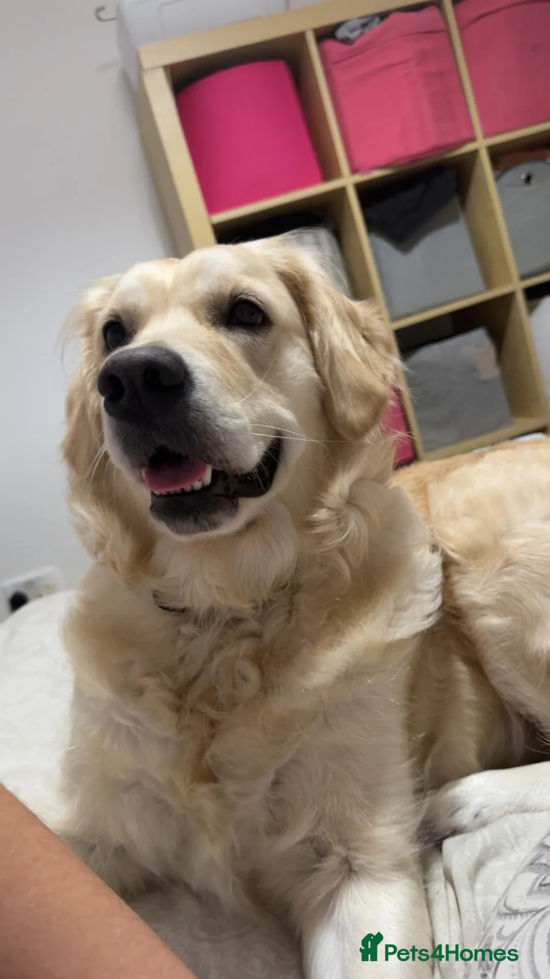 Golden Retriever dogs for sale: Full pedigree golden retriever puppies  - Advert 5