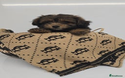 Pomapoo dogs for sale: POCKET SIZED POMAPOOS ~ READY NOW - Image 13
