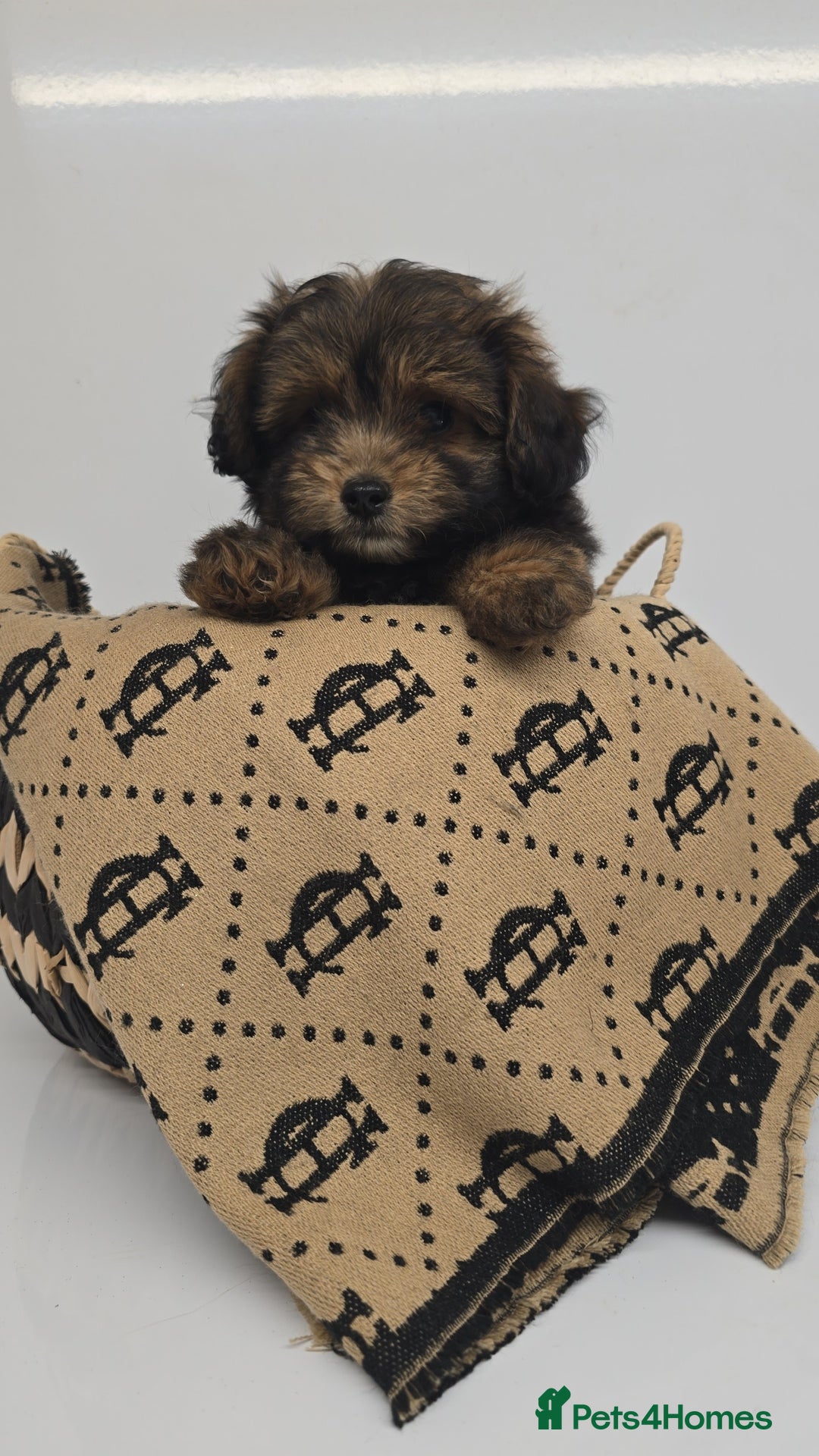 Pomapoo dogs for sale: POCKET SIZED POMAPOOS ~ READY NOW - Image 13