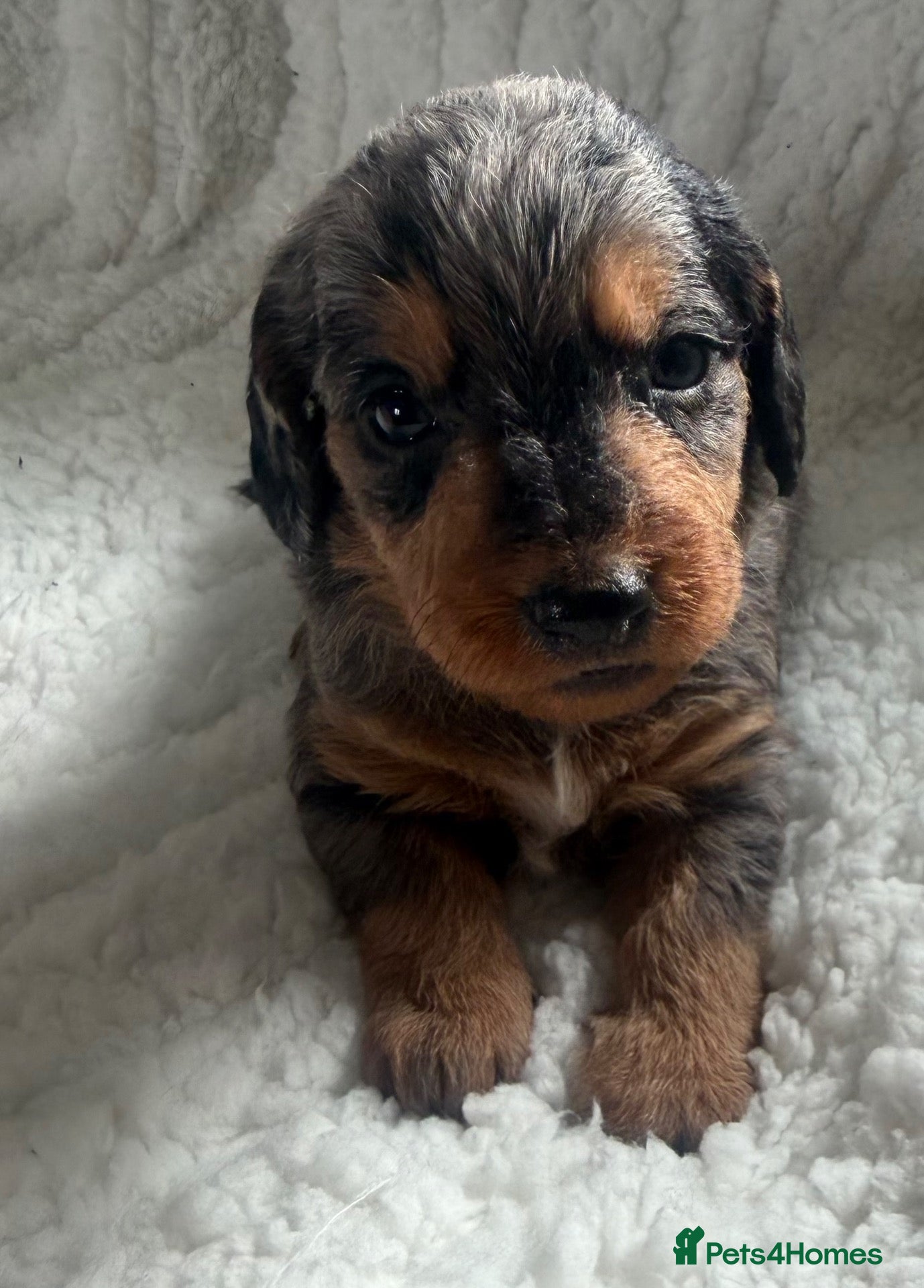 Doxiepoo dogs Miniature Doxiepoos  - Advert 1