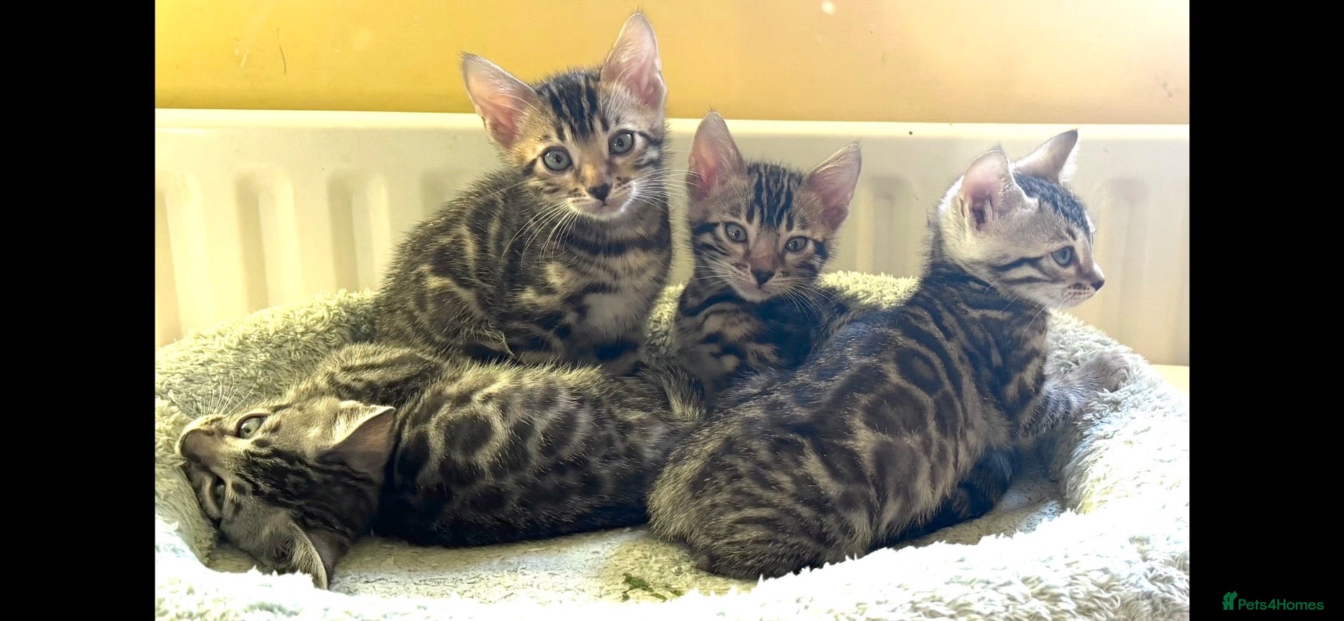 Bengal cats BENGAL 🔥 KITTENS, TICA REGISTERED 🩶  - Advert 9