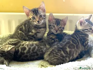 Bengal cats BENGAL 🔥 KITTENS, TICA REGISTERED 🩶 - Advert 9