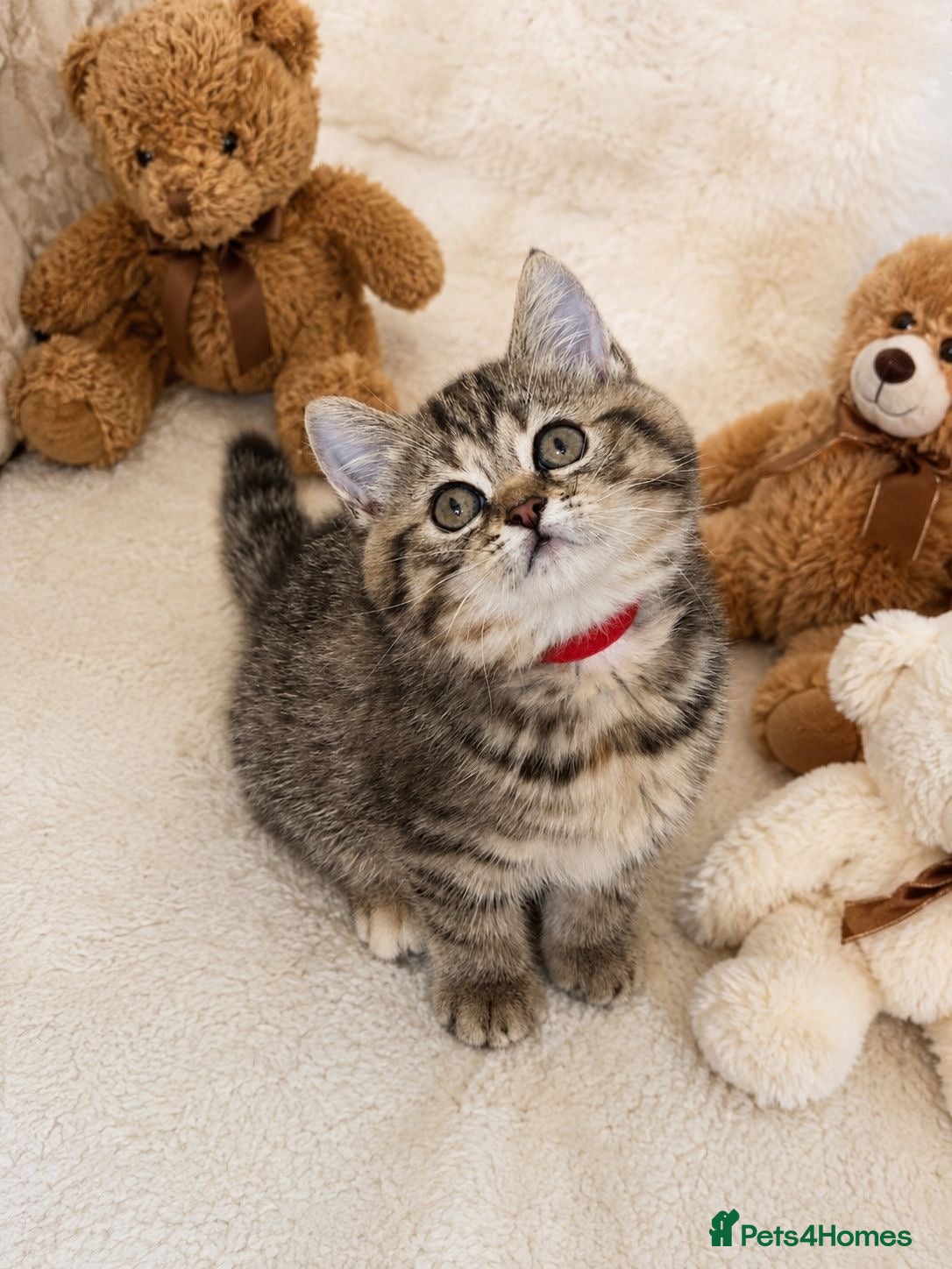 British Shorthair cats 😻READY NOW Beautiful BSH Kittens 🐈‍⬛ 🩷💙 - Advert 10