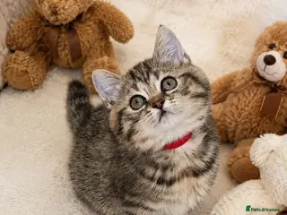 British Shorthair cats 😻READY NOW Beautiful BSH Kittens 🐈⬛ 🩷💙 - Advert 2