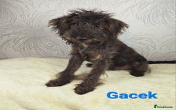 Australian Labradoodle dogs for sale: Australian Labradoodle × Fox Terrier Puppies - Image 26