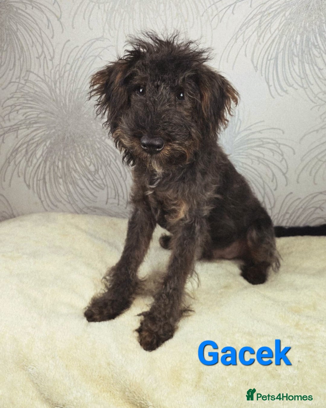 Australian Labradoodle dogs for sale: Australian Labradoodle × Fox Terrier Puppies - Image 26