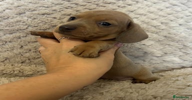 Miniature Dachshund dogs - Advert 16