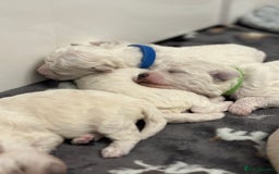 Bichon Frise dogs for sale: ✨ Bichon Frisé Puppies from Champion Bloodlines ✨ - Image 21