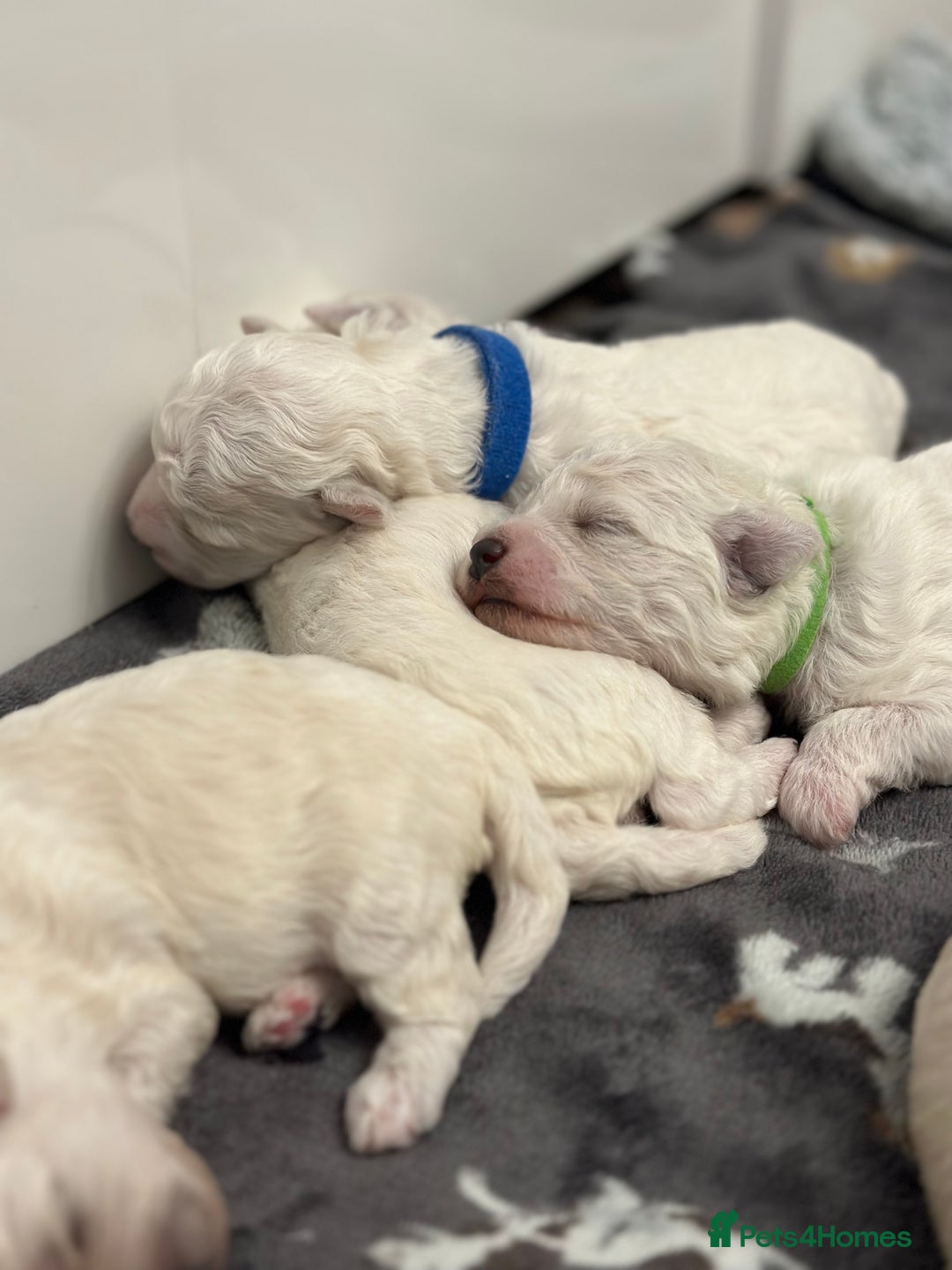 Bichon Frise dogs for sale: ✨ Bichon Frisé Puppies from Champion Bloodlines ✨ - Image 21
