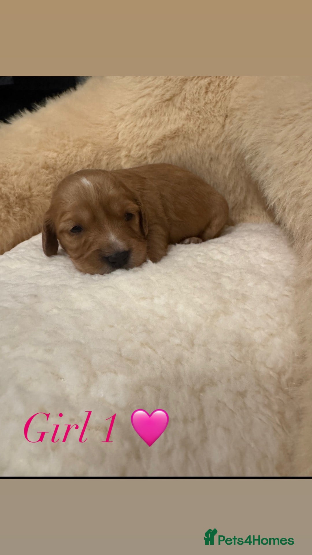 Cockapoo dogs 🌟 Stunning red & apricot cockapoo puppies 🌟 - Advert 2