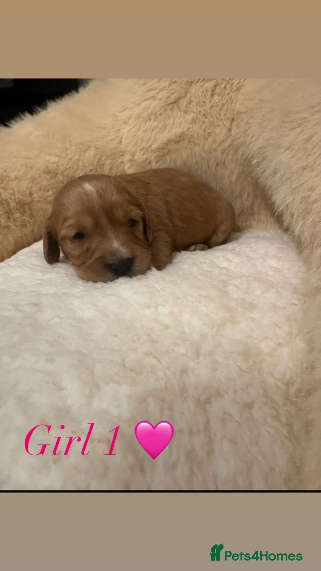 Cockapoo dogs for sale: 🌟 Stunning red & apricot cockapoo puppies 🌟 in Leatherhead - Advert 2