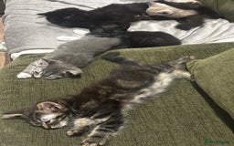 British Shorthair cats for sale: Charming British Shorthair-Siberian Mix kitten - Image 10