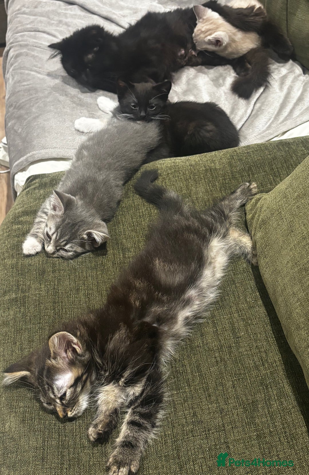 British Shorthair cats for sale: Charming British Shorthair-Siberian Mix kitten - Image 10