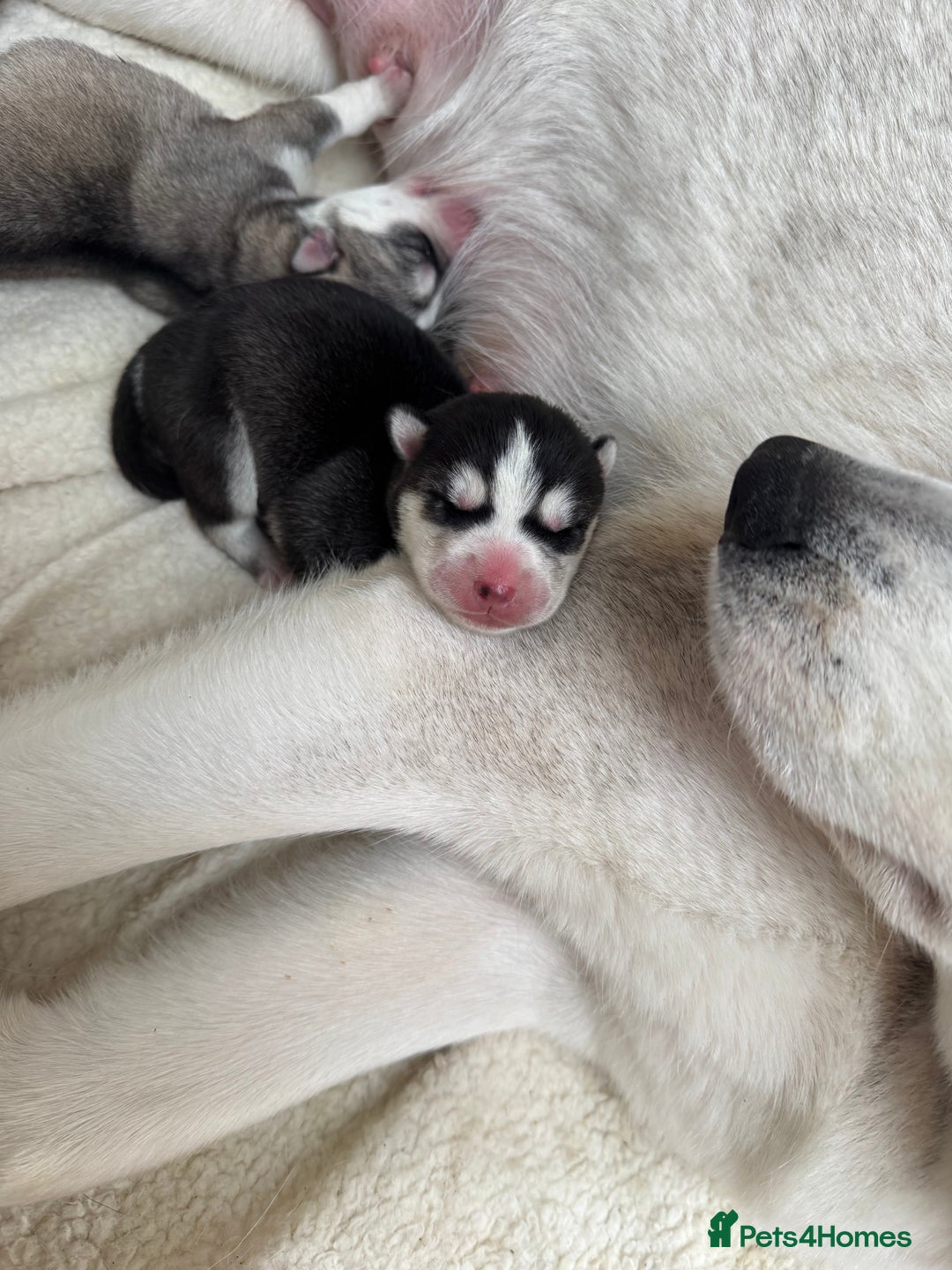 Siberian Husky dogs for sale: KC REGISTERED SIBERIAN HUSKYS MOM/DAD CAN BE SEEN - Advert 13