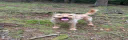 Labradoodle dogs for sale: Dexter - The sweetest labradoodle   in Minehead - Advert 5