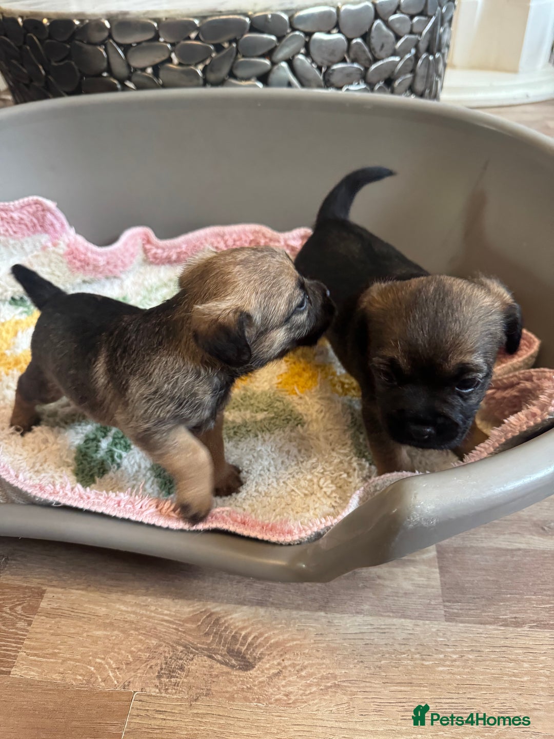 Border Terrier dogs for sale: Gorgeous litter of 7 Border terrier puppies 5F 2M - Advert 8