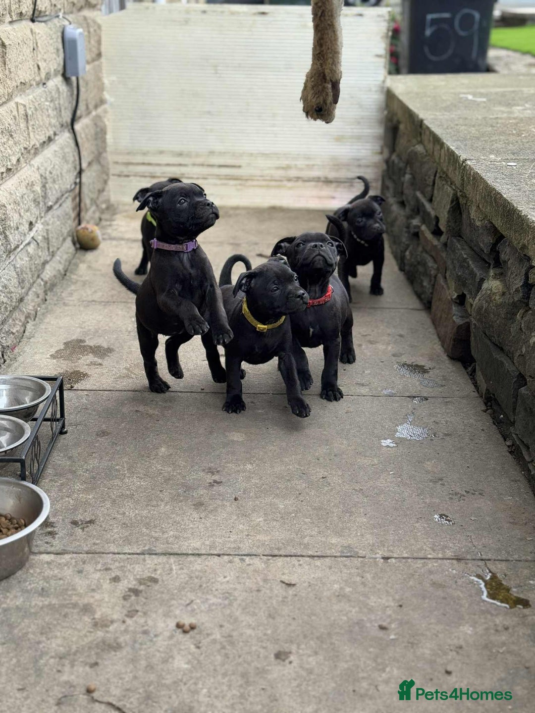 Staffordshire Bull Terrier dogs for sale: KC CHAMPION LINES STAFFORDSHIRE BULL TERRIER PUPS  - Image 14