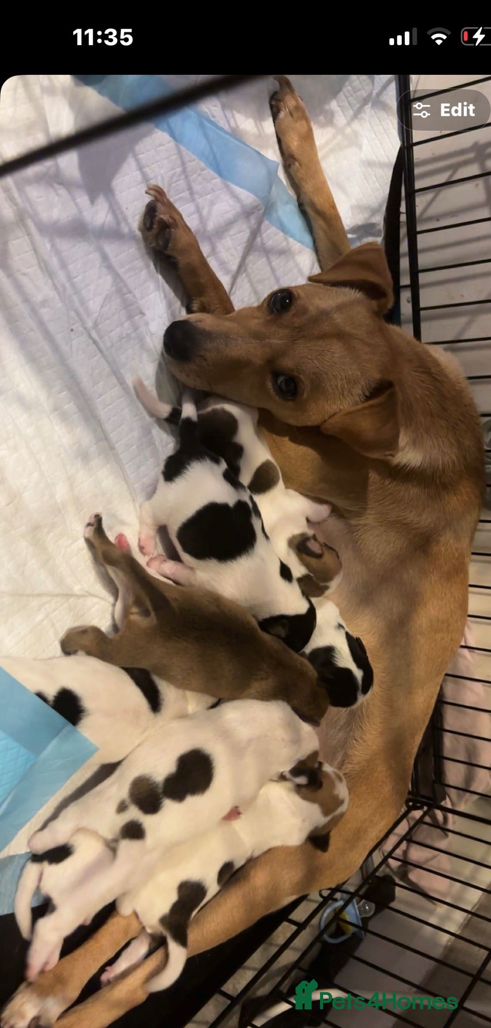 Mixed Breed dogs 9 stunning puppies looking for there loved home  - Advert 3