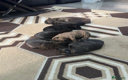 Cane Corso dogs for sale: Chunky Cane Corso Cross Pups – Ready Next Week! - Image 36