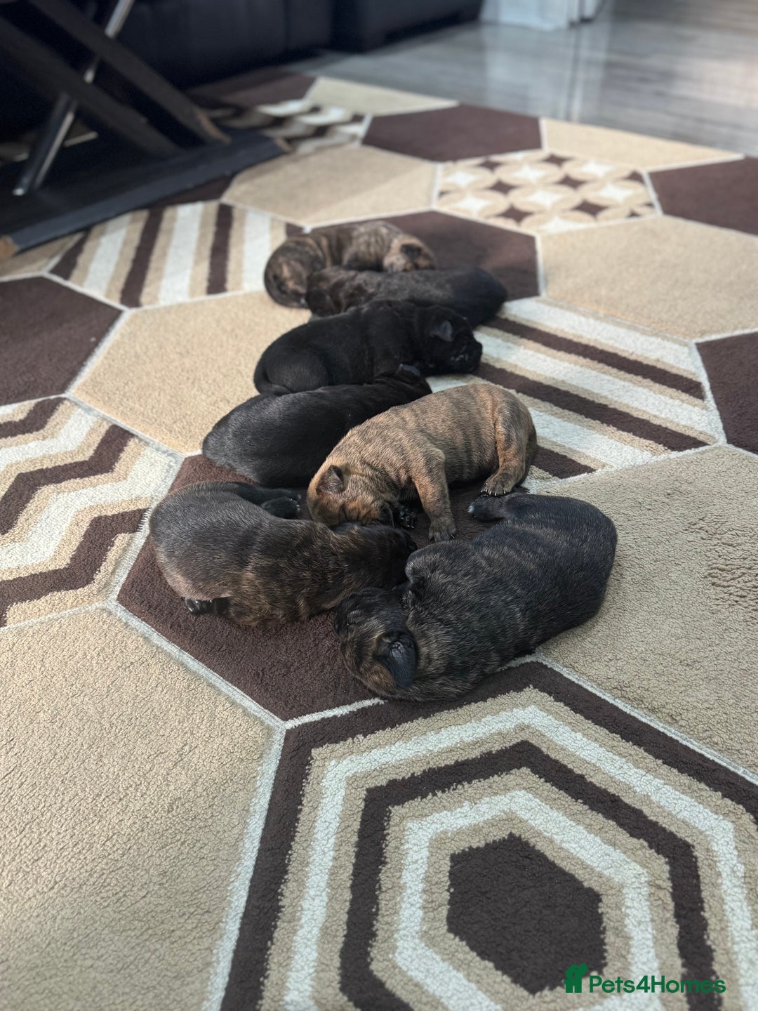 Cane Corso dogs for sale: Chunky Cane Corso Cross Pups – Ready Next Week! - Image 36