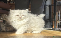 Persian cats for sale: Persian Kittens - 2 Males & 2 Females  - Image 16