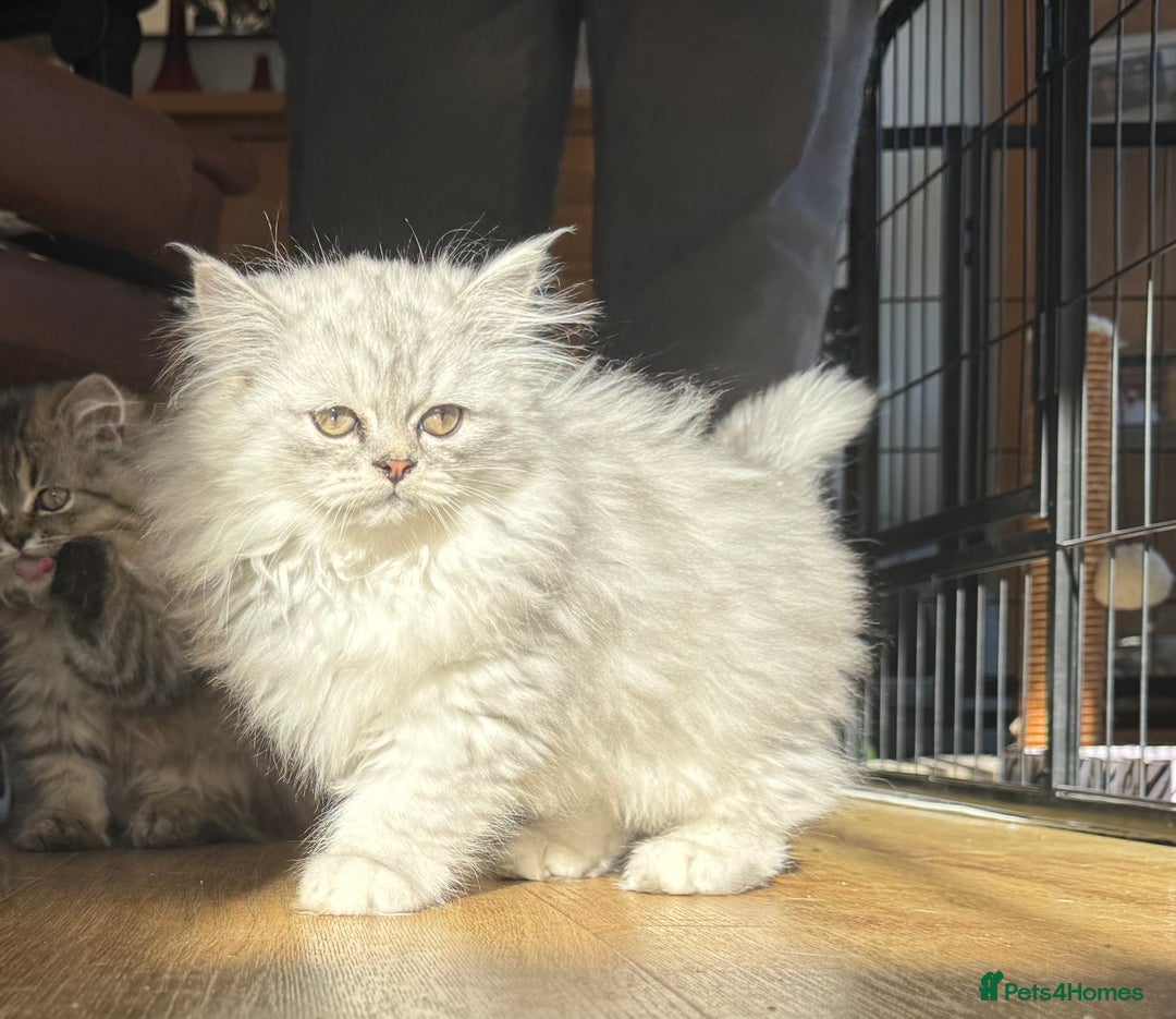 Persian cats for sale: Persian Kittens - 2 Males & 2 Females  - Image 16