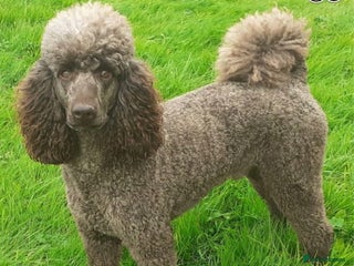 Poodle dogs in Warwick - Advert 9
