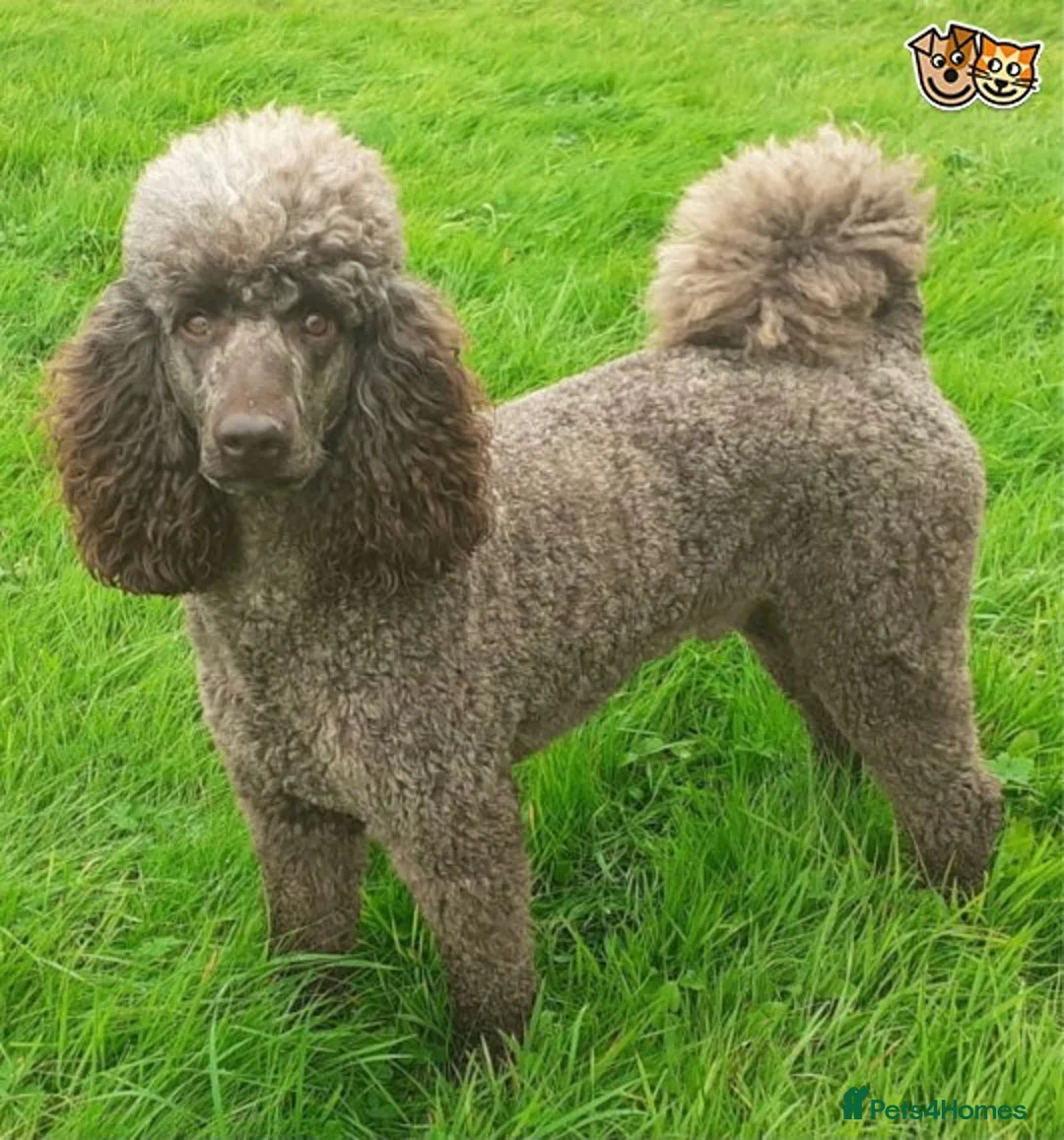 Poodle dogs for stud: Beautiful Cafe Au Lait Moyen Poodle Stud in Warwick - Advert 1