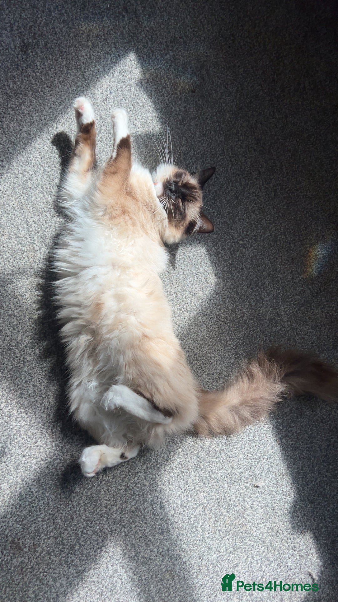 Ragdoll cats for sale: Half Ragdoll Kittens  - Image 9