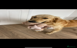 Golden Retriever dogs for sale: STUNNING KC RETRIEVER   - Image 3