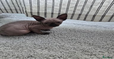 Sphynx cats - Advert 5