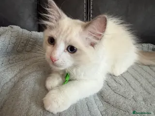 Ragdoll cats READY NOW Purebreed Ragdolls - Advert 1