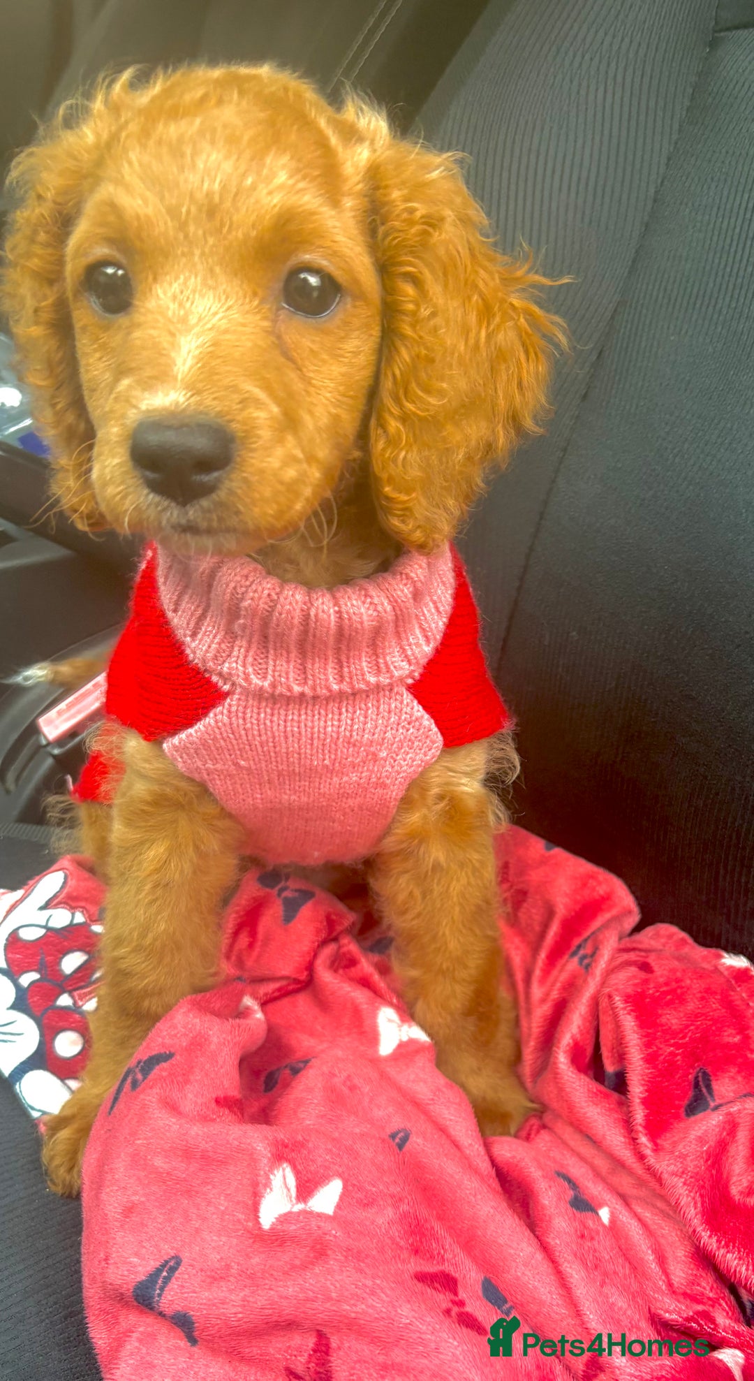 Cockapoo dogs for sale: Minnie moo cockapoo  - Advert 4