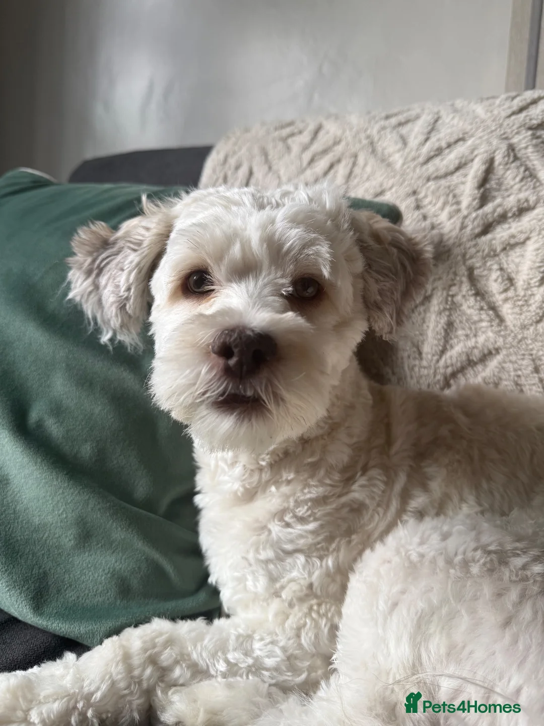 Lhasa Apso dogs for sale: 1 year old boy for sale  in Leeds - Advert 2