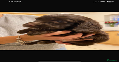 Cocker Spaniel dogs - Advert 11