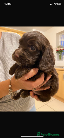 Cocker Spaniel dogs - Advert 1