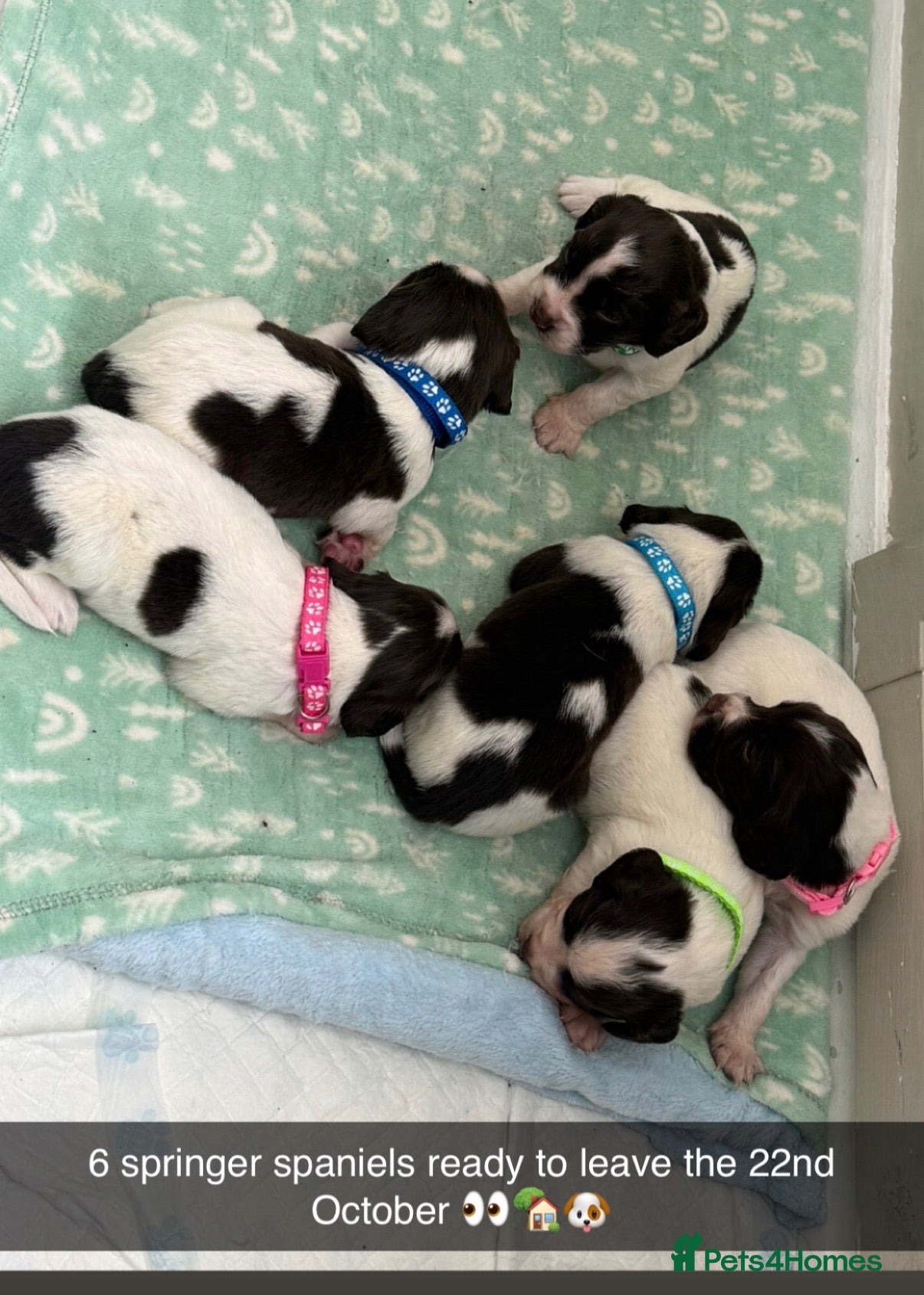 English Springer Spaniel dogs Springer spaniel puppies  - Advert 2