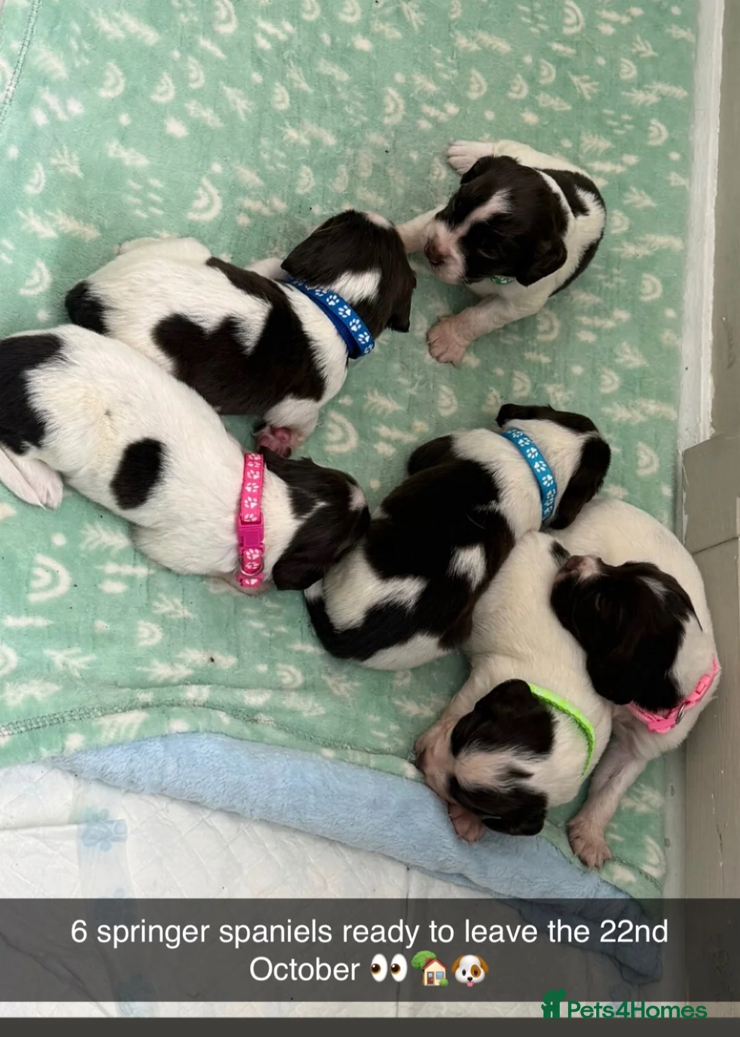 English Springer Spaniel dogs for sale: Springer spaniel puppies  in Chester-le-Street - Advert 1