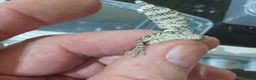 Gecko reptiles for sale: VIPER GECKO'S 1 MALE AND 2 FEMALES - Advert 2